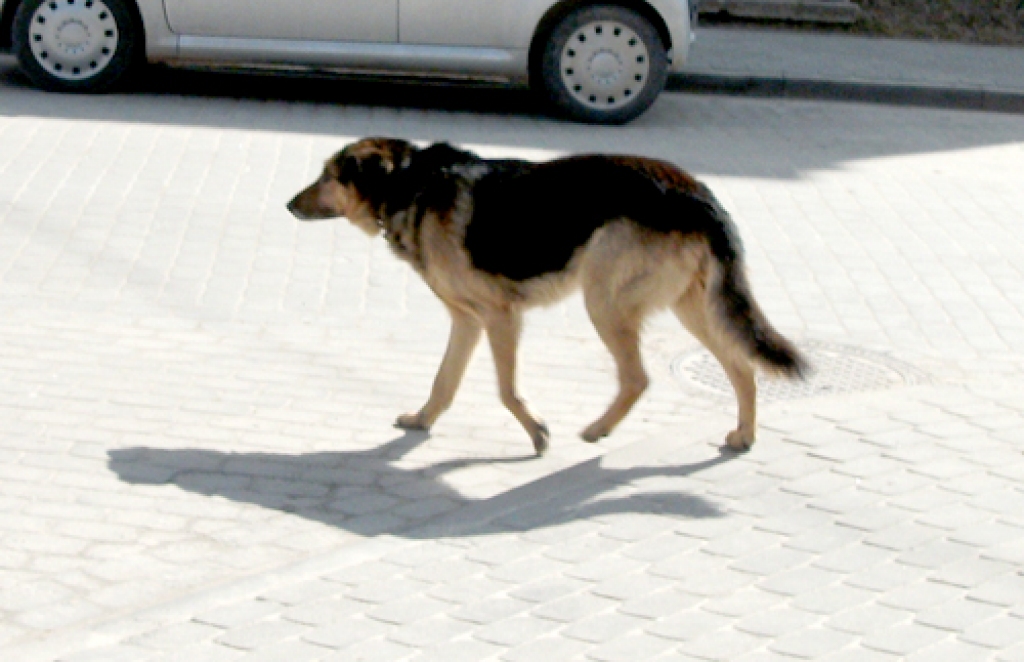 Noskumušais vilciņš ir sastopams veikala «Vecpilsēta» apkārtnē. Varbūt arī viņam ir vieta kāda cilvēka sirdī?
Autors: Kristaps Ābelnieks