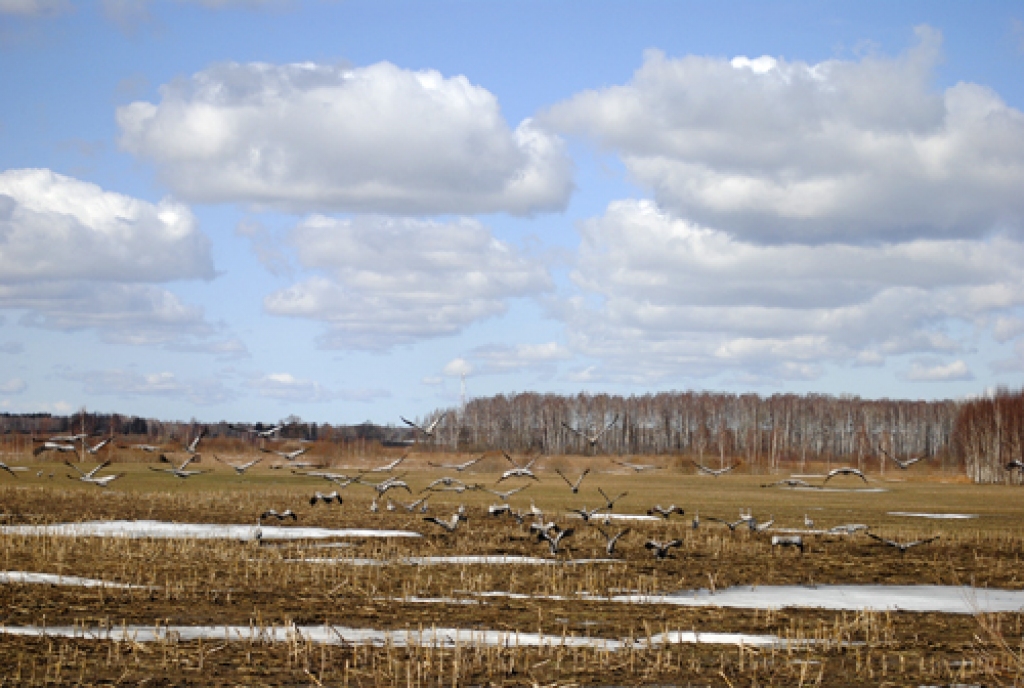 Autoceļa Bauska-Vecumnieki tuvumā 30. martā vienkopus uzturējās simti dzērvju.
Autors: Juris Iļņickis