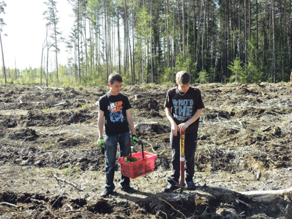 Renārs Svikša (no kreisās) un Raivo Feldmanis, Dzimtmisas skolas audzēkņi, stāda jaunās priedītes meža izcirtumā.