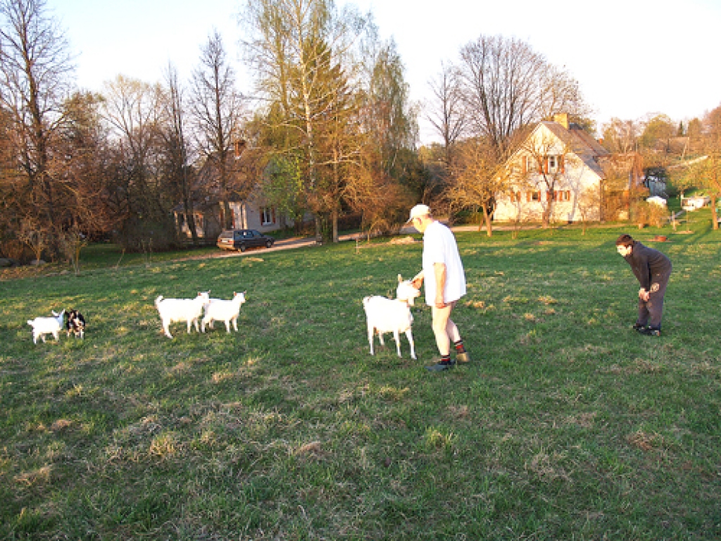 Gan Oļģertam (no kreisās), gan Artūram Liepiņiem kazas tomēr tuvākas – esot gudrākas un sirsnīgākas nekā aitas. 