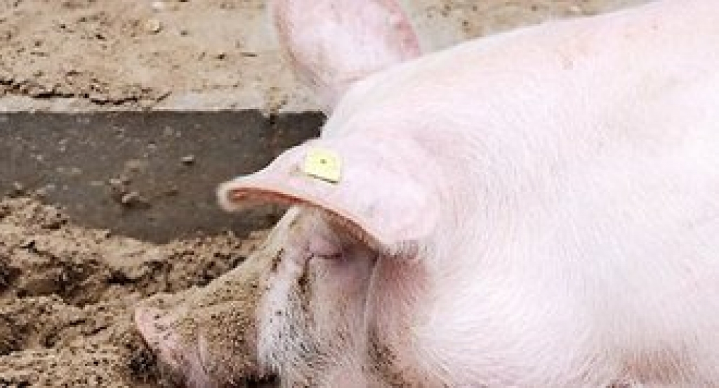 Fotoattēlam ilustratīva nozīme.
Autors: unity.lv