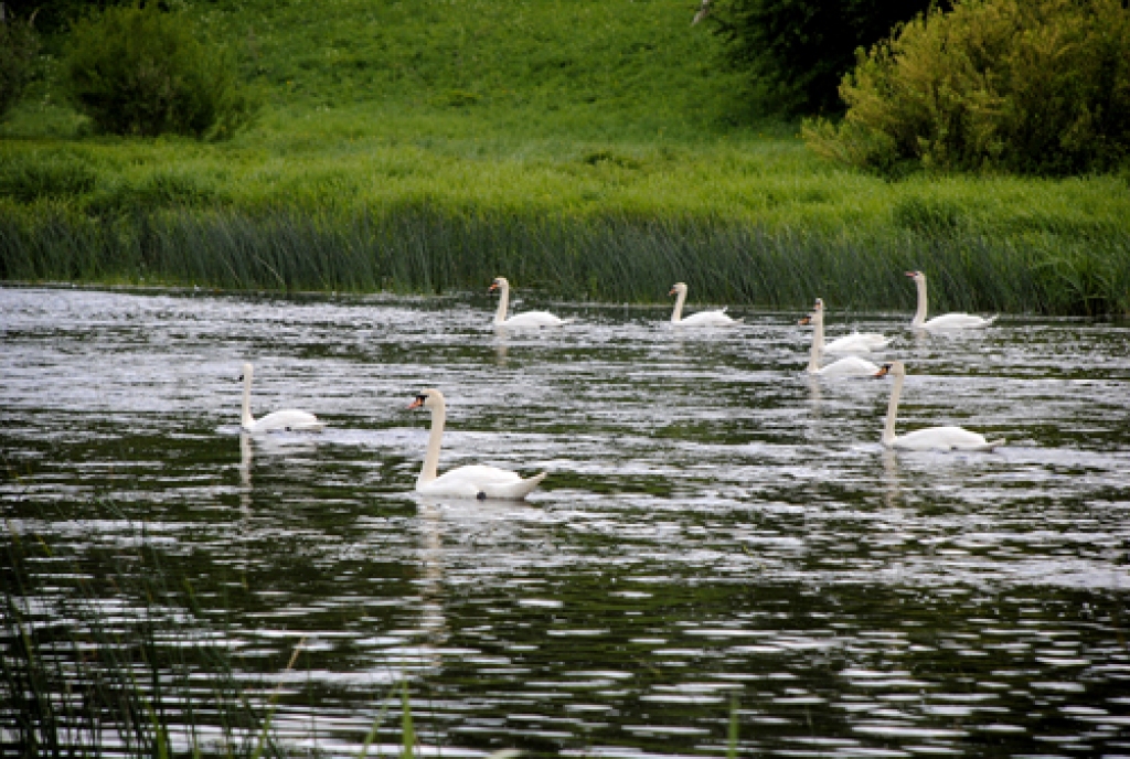 Netālu no pilsētas stadiona Mūsas upi par savu mītnes vietu izvēlējies prāvs gulbju bars. 
Autors: Ivars Bogdanovs
