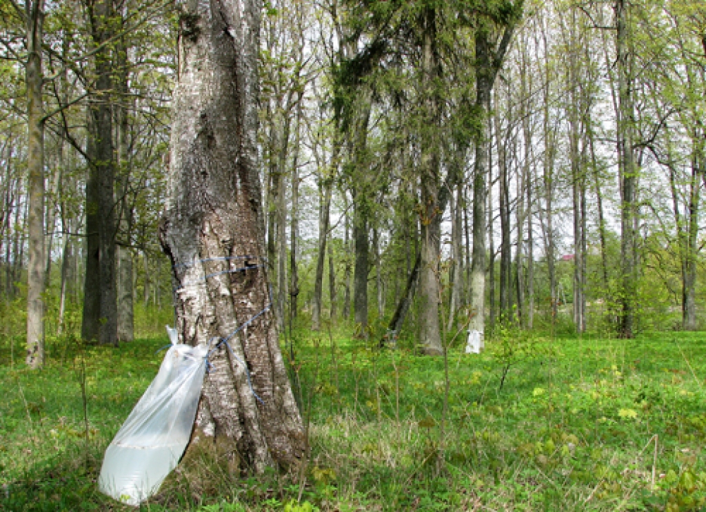 Mūsas upes kreisajā krastā, aiz sporta kompleksa «Mūsa», postā iet vairāki bērzi. 
Autors: Vilnis Auzāns