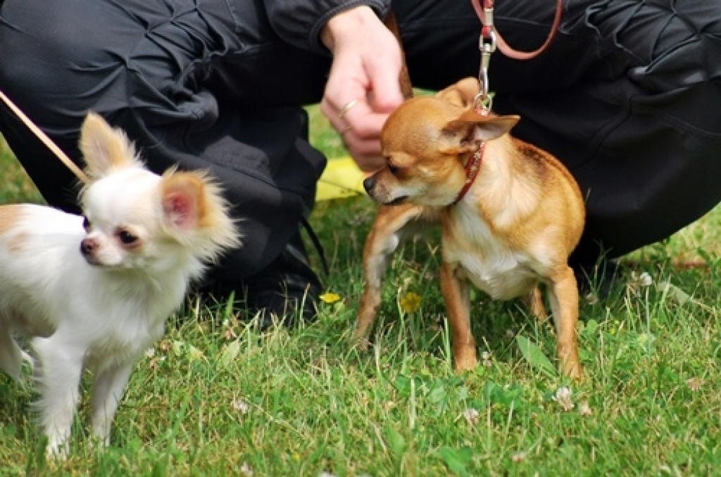 Bauskas pilskalna estrādē sestdien, 18. jūnijā, notika kinoloģiskā kluba «Ako» rīkota suņu izstāde. 
Atšķirībā no citiem gadiem, šoreiz skatītāju bija vairāk, toties suņu – nedaudz mazāk. Pasākums notiek jau vairākus gadus, un daudzi jau...
Autors: Uldis Varnevičs