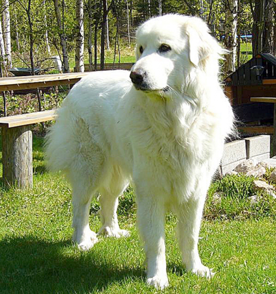 Pireneju kalnu suns. 