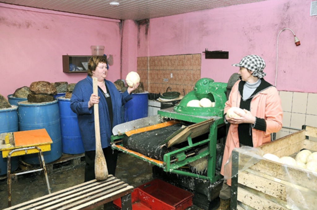 Kāpostu audzētāju saimniecības «Sprīdīši» īpašniece Iveta Ļekūne (no kreisās) darbā. 