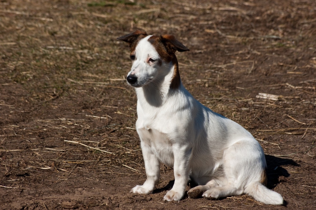 Hanna ir 11 mēnešus veca, balta ar brūniem plankumiem, izskatās gandrīz kā tīršķirnes Džeka Rasela terjers. Ļoti mīlīga un uzticīga. Visticamāk, ka cilvēki, kas viņu paņēmuši, negribēs atdot. Zinot, ka Hannu meklē, to noteikti slēps. Lūgums visiem, kas ierauga kaimiņiem, paziņām, draugiem, uz ielas, lauku ceļa, lauku mājā šādu sunīti, ziņot. Īpaši Bauskas, Iecavas, Ķekavas, Baldones apkārtnē. Tepat netālu ir dārzkopības kooperatīvs Jenči, iespējams, ka Hanna ir tur. Kāds mazs puika teica, ka esot redzējis tādu sunīti tieši pazušanas vakarā. Teritorija tur ir grūti pārskatāma un pārstaigājama. Lūgums kaimiņiem pavērot, vai kādā sētā nav uzradies tāds sunītis.  Tālrunis 26558551
Autors: No albuma.