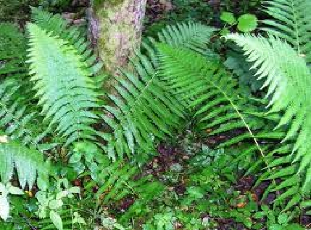 Fotoattēlam ilustratīva nozīme.