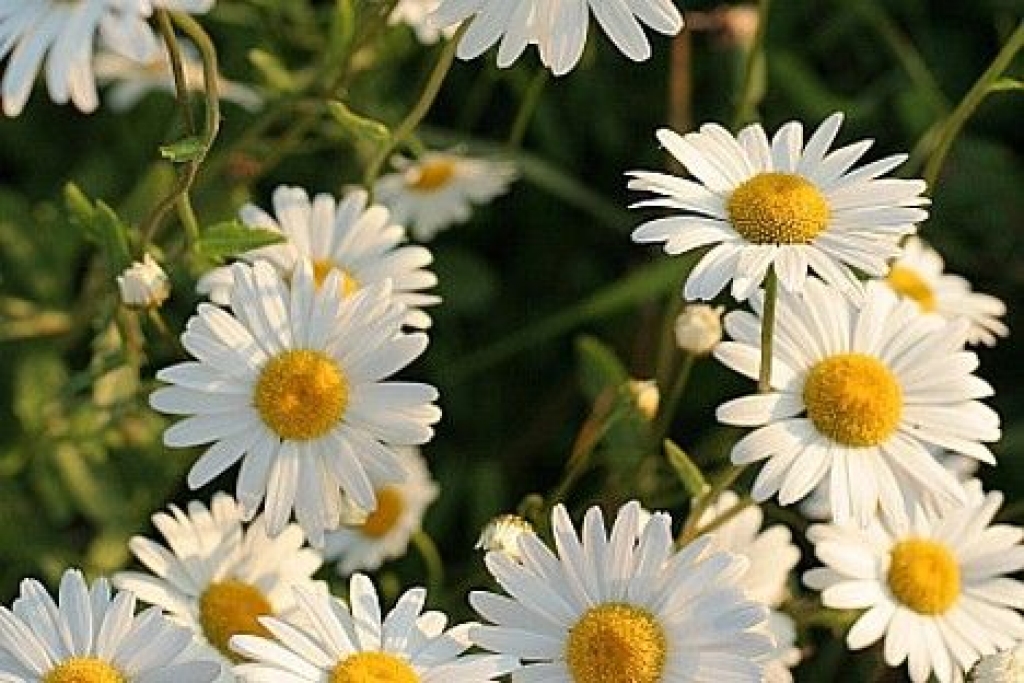 Fotoattēlam ilustratīva nozīme.