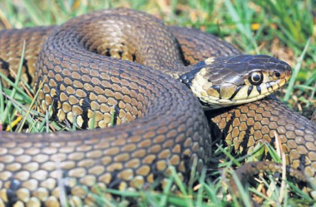 Zalktis
Autors: scanpix.com