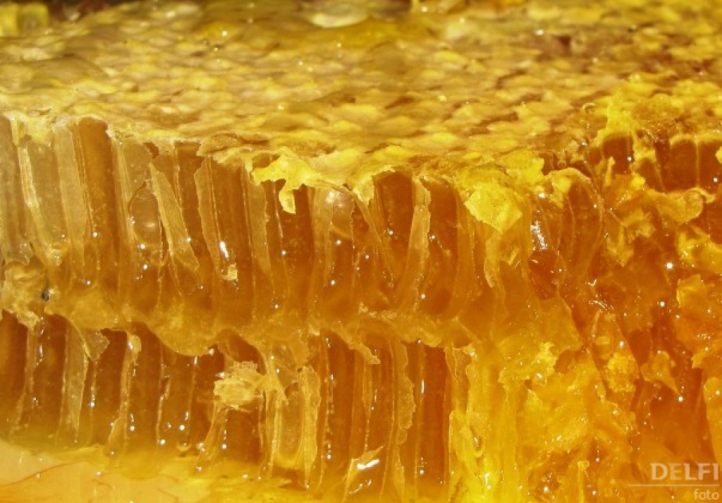 Fotoattēlam ilustratīva nozīme.
Autors: fotodelfi.lv