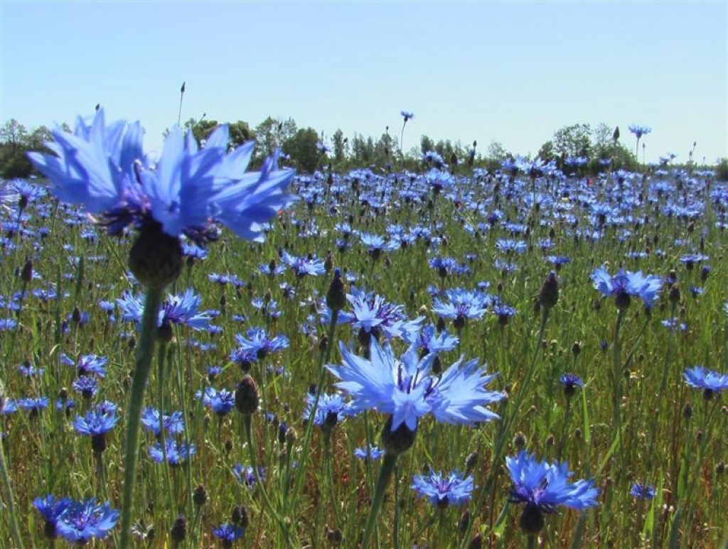 Fotoattēlam ilustratīva nozīme.
Autors: spoki.lv