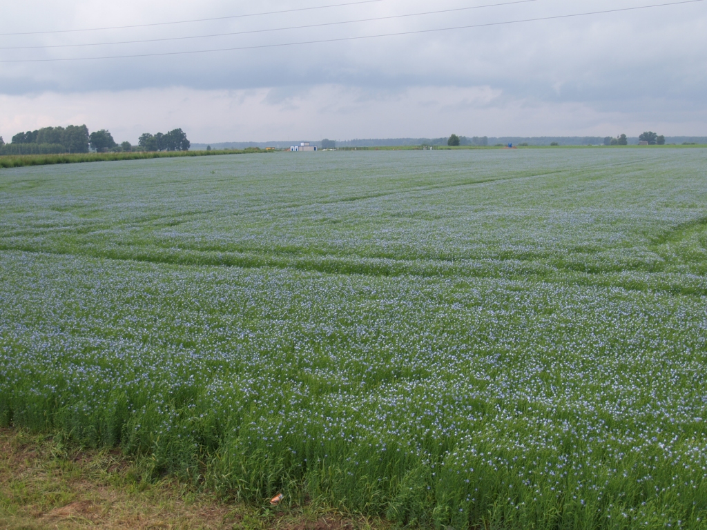 Kā izskatās, kad debesis nolaidušās uz zemes ziedošajā linu laukā, var redzēt gan pa ceļam no Iecavas uz Jelgavu, gan iebraucot Bauskas novadā no Rīgas puses.
Autors: Antra Ērgle