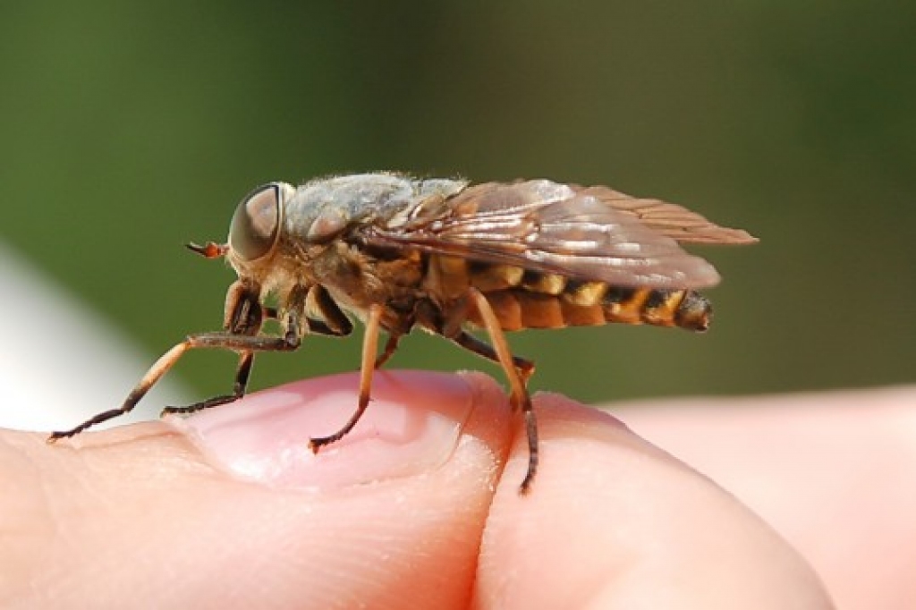 Fotoattēlam ilustratīva nozīme.