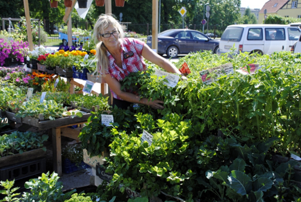 Tirgotājiem stādu un lauku labumu audzēšana nemaz neesot medus maize – sanākot daudz noskrieties, un arī izmaksas par piemājas saimniecības uzturēšanu ceļas, atzīst Bauzes tirgū satiktā stādaudzētāja Inese Menģele. 
Autors: Ivars Bogdanovs