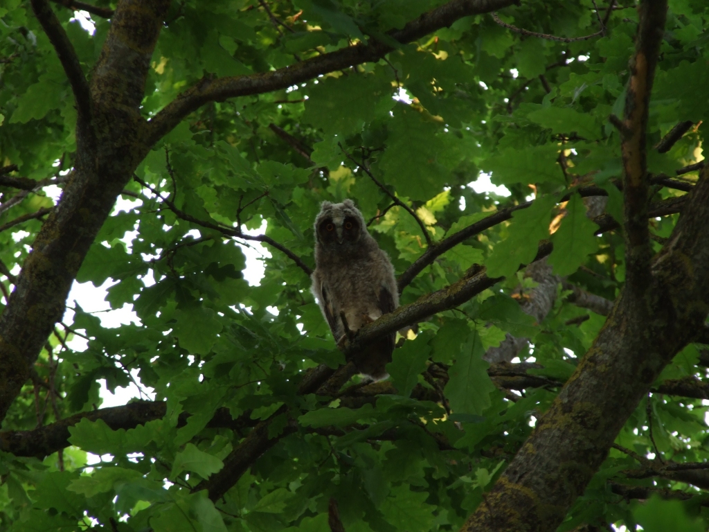 Autors: Agnese Čakša