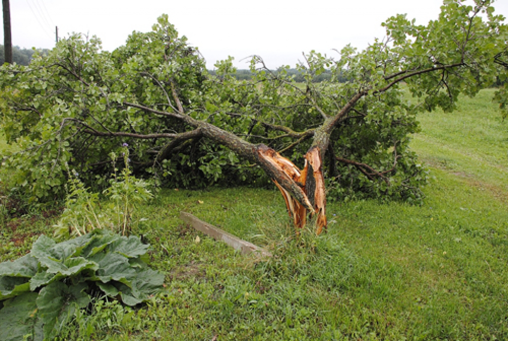 Pēc negaisa, kas Zemgalē plosījās 19. jūlijā pēc pusnakts, Bauskas un Vecumnieku novadā bez elektrības palika vairāki tūkstoši mājsaimniecību. Nogāzti, pat ar saknēm izrauti simtiem koku. 