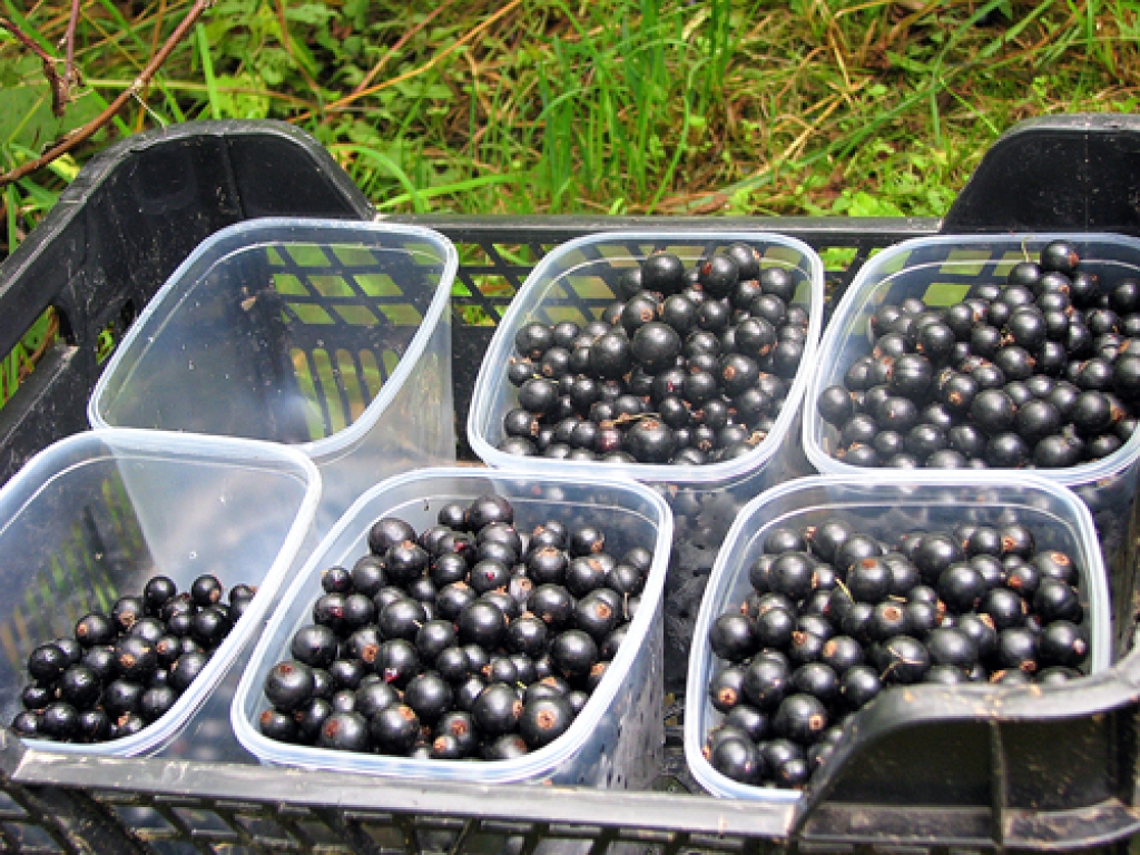 Par upenēm šogad Rīgas tirgos maksā vairāk nekā pērn. 