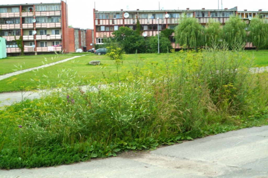 Aizaugušie grāvji Rītausmās. 