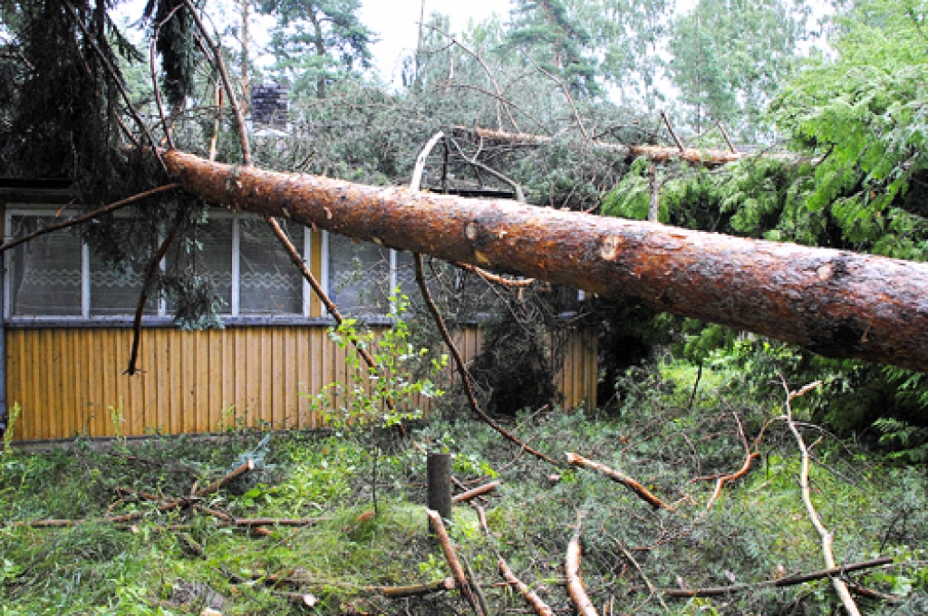 Mājām «Bezdelīgas» Vecsaules pagastā uzkritušas divas priedes.