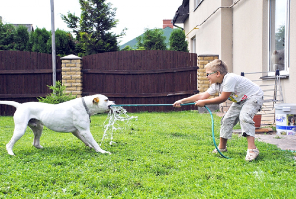 Amerikāņu buldogs Hūvers ķersta Patrika raidītās ūdens šaltis. 