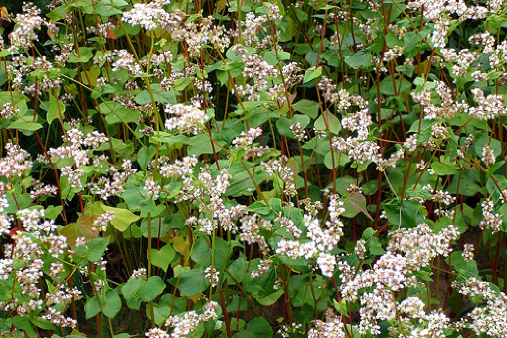 Griķu medus iecienīts lietpratēju vidū, tāpēc biškopji uz ziedošiem laukiem saimes stropos speciāli ved pat desmitiem kilometru tālu.