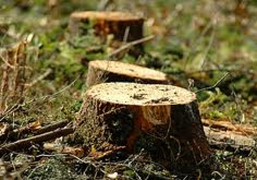 Fotoattēlam ilustratīva nozīme.
Autors: mezaavize.lv