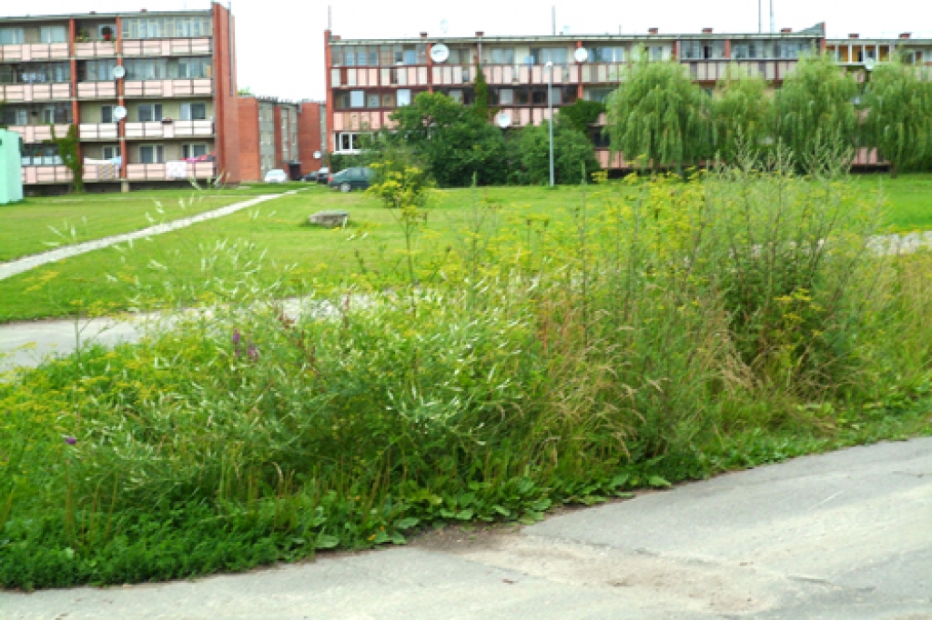 Aizaugušie grāvji Rītausmās.
Autors: aculiecinieks