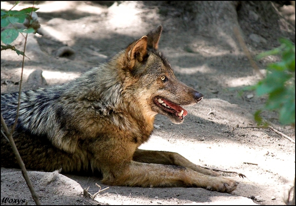 Autors: no www.mezi.lv