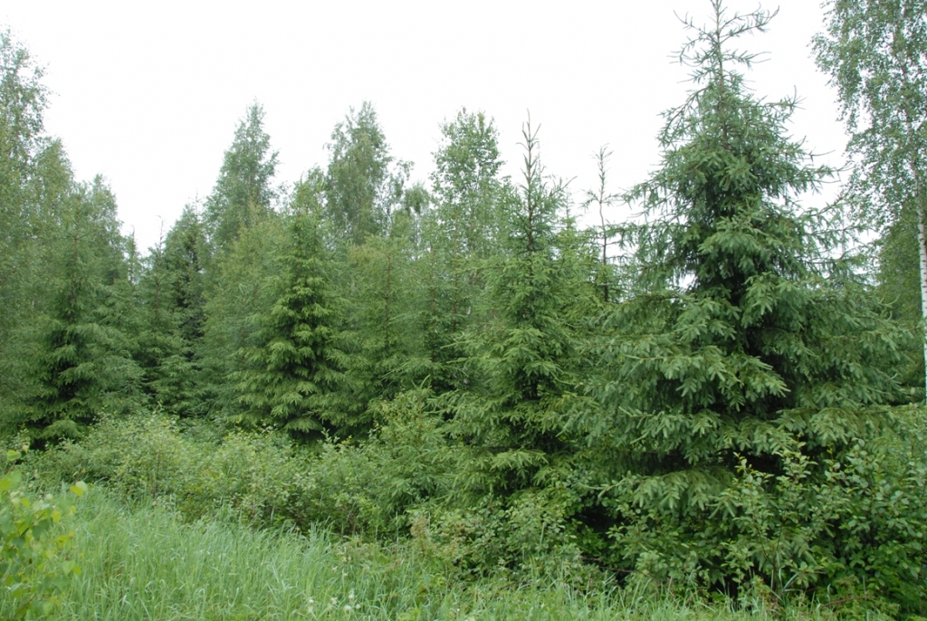 Attēlam ilustratīva nozīme.
Autors: no www.rigasmezi.lv