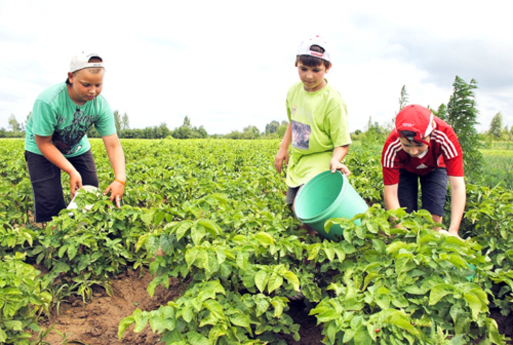 Vecsaulietei Lūcijai Jegorovai cīņā ar Kolorādo vabolēm palīgā ieradušies mazdēli Rainers (no kreisās), Toms un Emīls Jegorovi. Puikas stāsta, ka vaboļu un kāpuru ir daudz, pa vienam tos nolasīt nevar, tāpēc kaitēkļus no lakstiem viņi purina.
Autors: Ivars Bogdanovs
