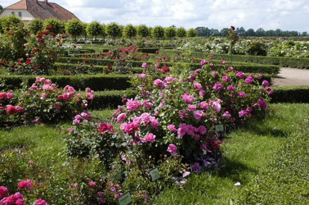 Zied rozes Rundālē.
Autors: no «Bauskas Dzīves» arhīva.