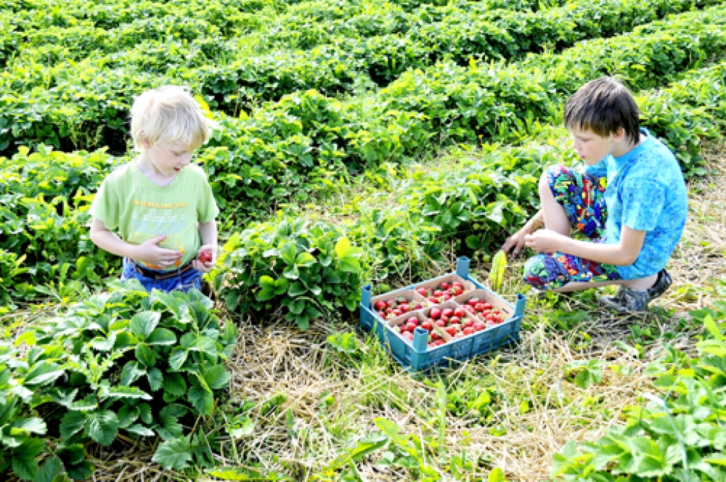 Rundāles novada saimniecības «Jaunlejnieki» zemeņu laukā ražu novāc jaunākā paaudze.
Autors: No «Bauskas Dzīves» arhīva.