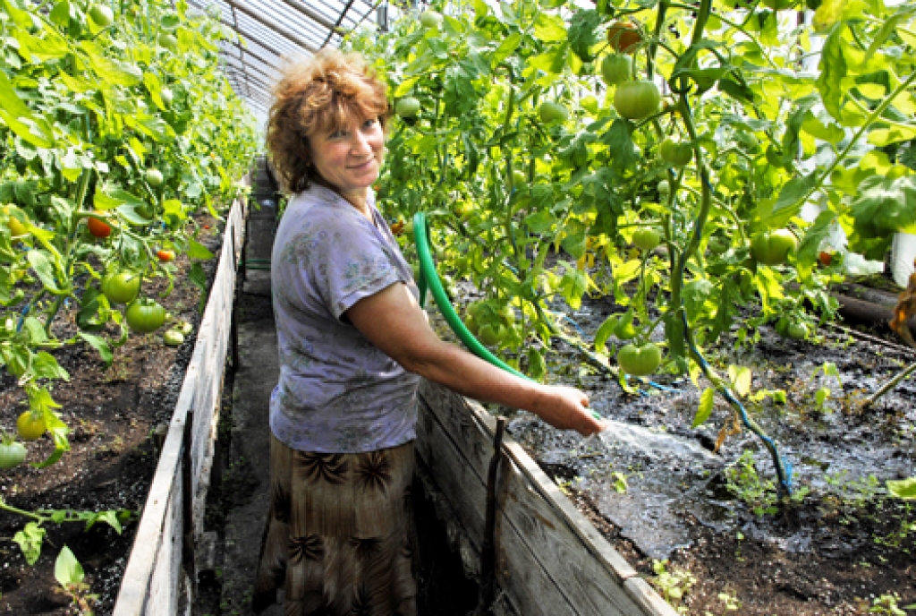 Tatjana Bērziņa, dārzniecības «Kristāli» strādniece, laista tomātus. 
Autors: Ivars Bogdanovs