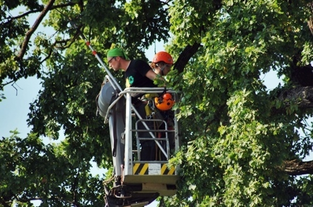 Bauskas pirmsskolas iestāde «Pasaulīte» 26. augustā organizēja bērnu rotaļu laukumā augošā dižozola apzāģēšanu. No Jelgavas ieradās arborists (koku formas veidošanas speciālists), kurš konsultēja SIA «Vides serviss» zāģētāju brigādi un...
Autors: Uldis Varnevičs