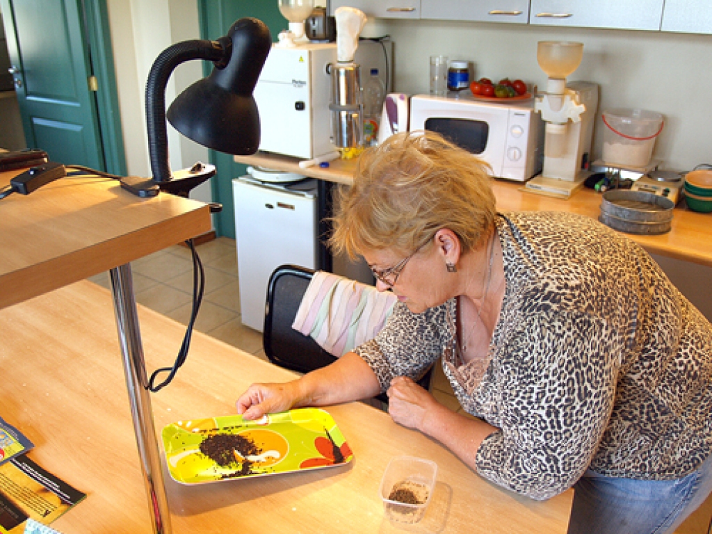 Anita Vismane, SIA «Iecavnieks» agronome,  teic – jāņem otras brilles, izlasot no rapšiem nezāļu sēklas. 