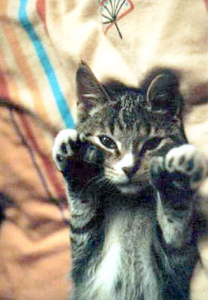 Veiklībā Filū neatšķiras no saviem sugasbrāļiem, kaut arī katrai runčuka ķepai ir pa vienam liekam pirkstam. 