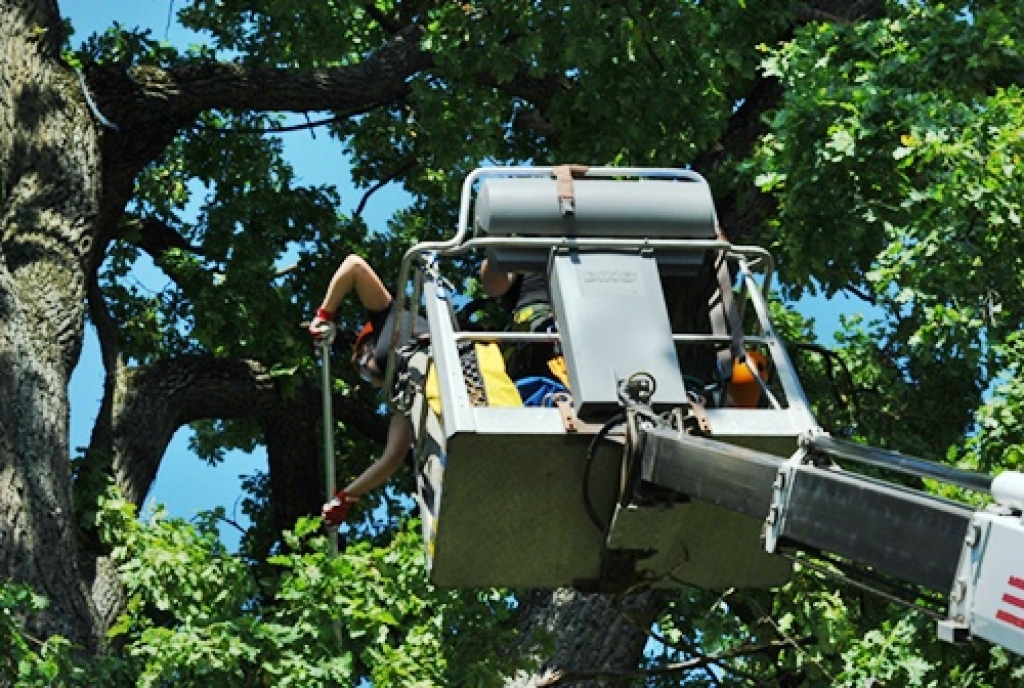 Autors: Uldis Varnevičs