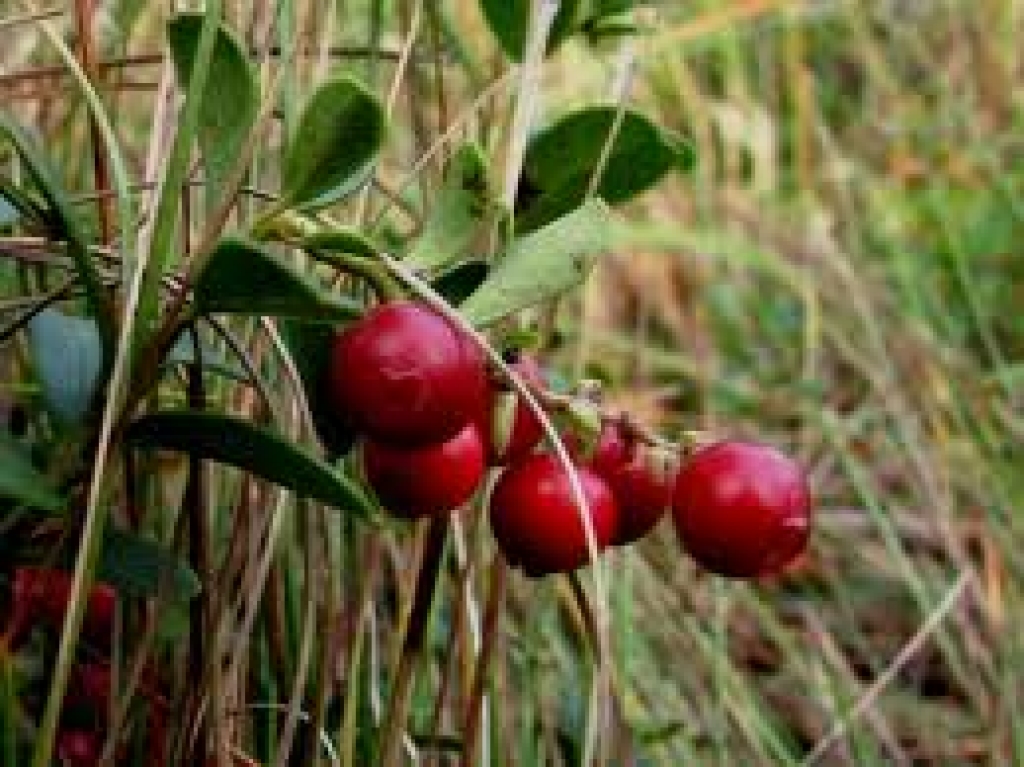Fotoattēlam ilustratīva nozīme.