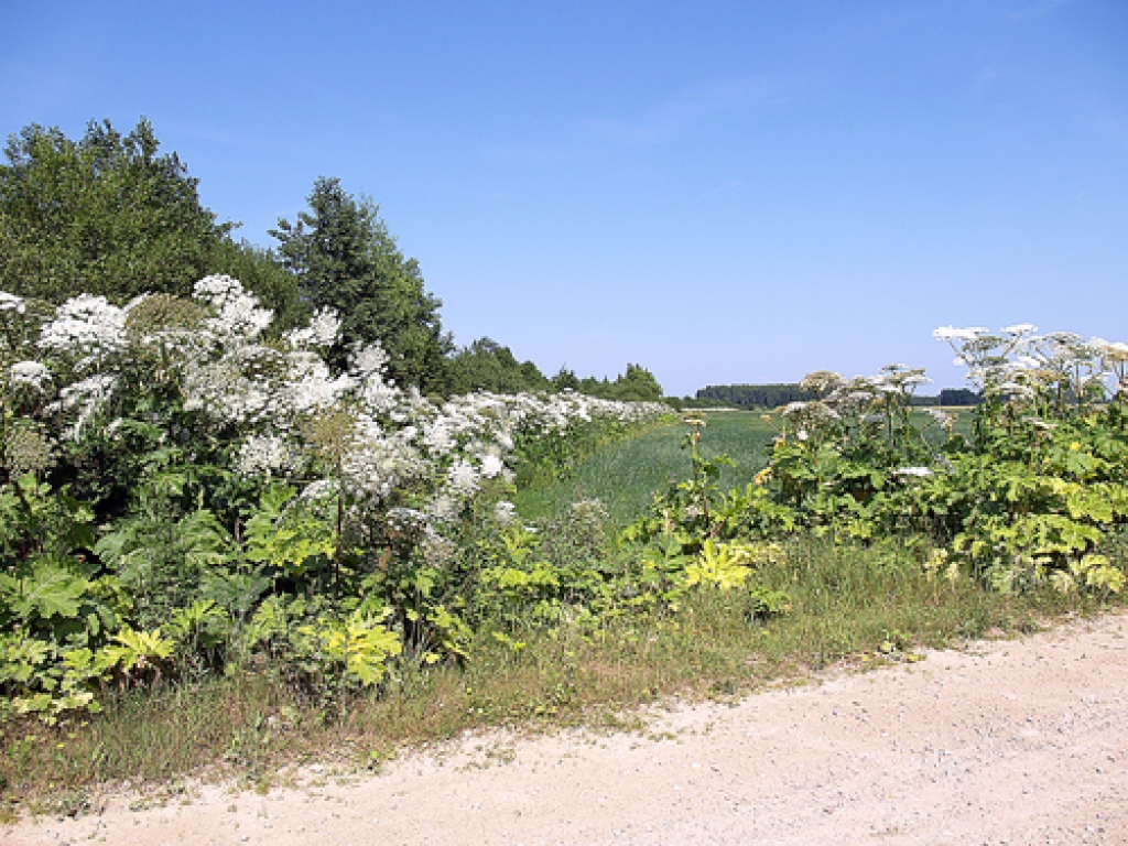 Iecavas novada Zorģos latvāņi lekni zeļ gar pašvaldības ceļiem, izplešoties arī apstrādātu lauku malās un privātajās pļavās.
Autors: Antra Ērgle