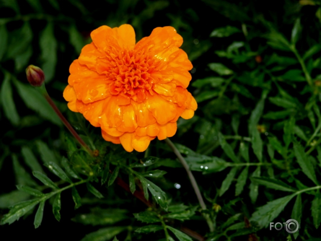 Fotoattēlam ilustratīva nozīme.
Autors: fotoblog.lv