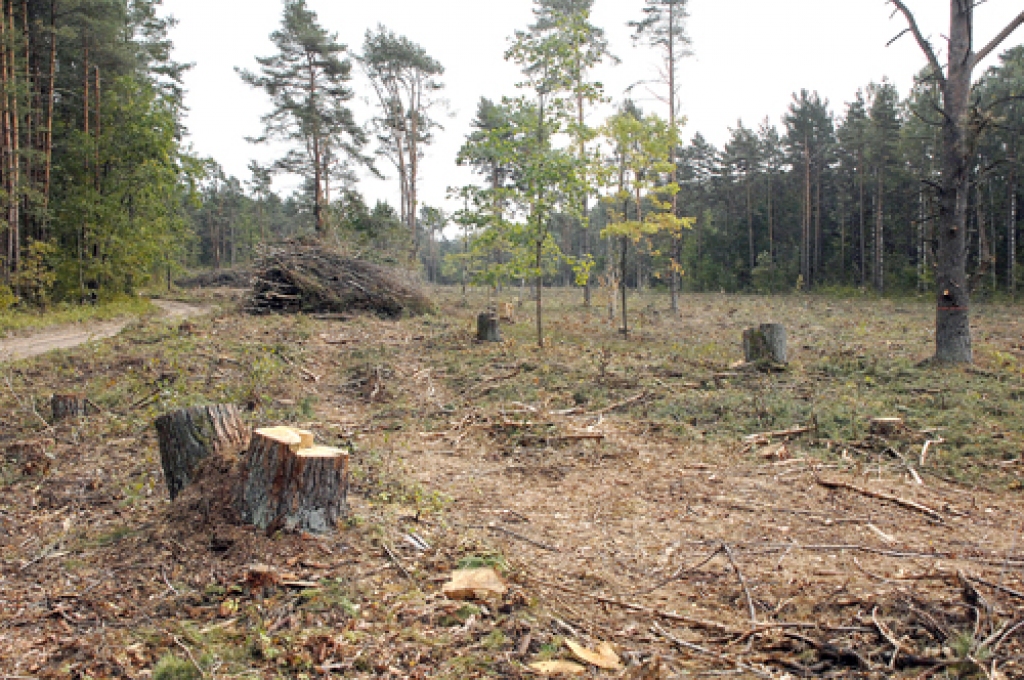 Beku mežā ciršanas darbi esot veikti likumīgi, tā apgalvo a/s «Latvijas Valsts meži» speciālisti. 