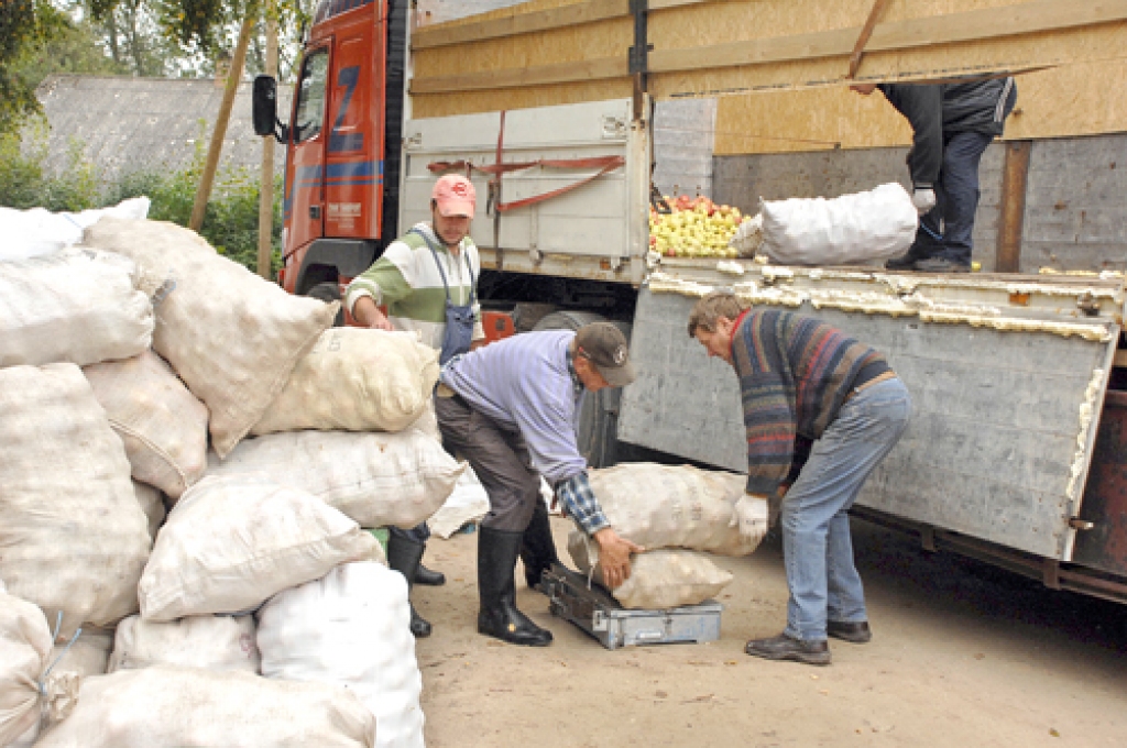 Ābolu uzpircēji no Lietuvas divās dienās piepilda apmēram 25 tonnas ietilpīgo kravas kasti. Latvijā darbojas vairākas šādas ābolu uzpirkšanas brigādes.