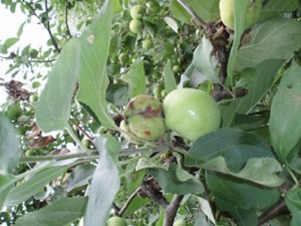 Fotoattēlam ilustratīva nozīme.