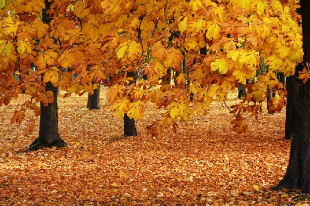 Fotoattēlam ilustratīva nozīme.
Autors: fotodelfi.lv