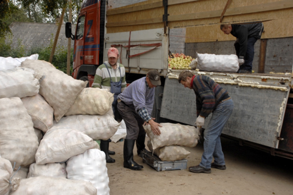 Ābolu uzpircēji no Lietuvas divās dienās piepilda apmēram 25 tonnas lielu kravas kasti. Latvijā darbojas vairākas šādas ābolu uzpirkšanas brigādes. 
Autors: Ivars Bogdanovs
