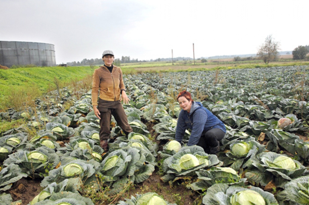 Ziemas kāposti Brunavas pagasta «Sprīdīšu» laukos šogad padevušies lieliski, tagad galvenais tos laikus novākt un pareizi glabāt.
Autors: Ivars Bogdanovs