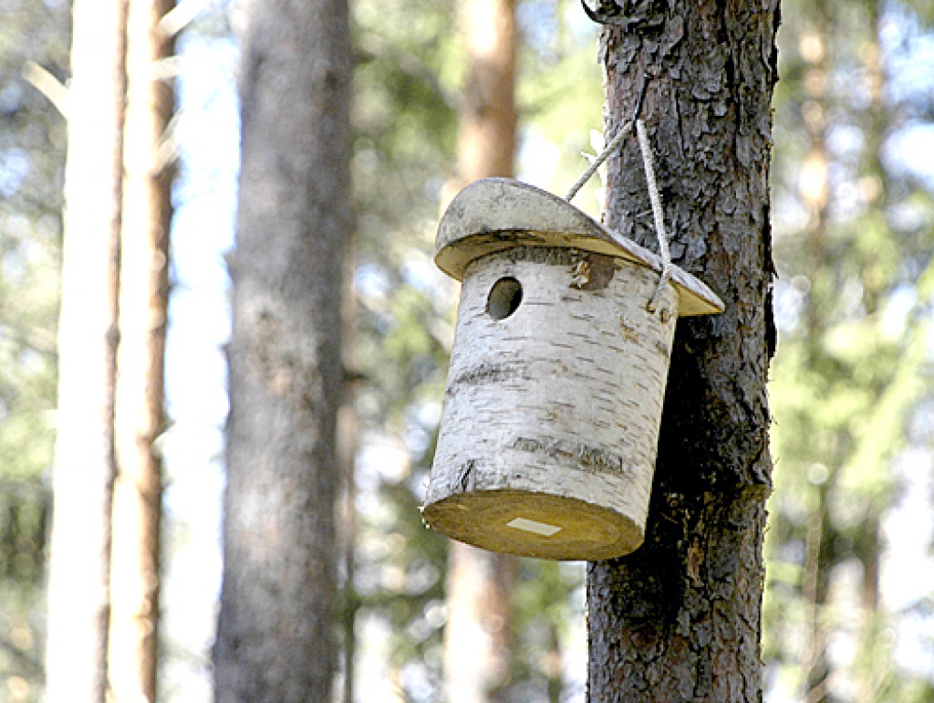 Aprīlī skolēni Lambārtes mežā izvietoja putnu būrīšus. Tagad viņi brauks pārbaudīt, vai mājokļi vasarā bijuši apdzīvoti.
Autors: Ivars Bogdanovs