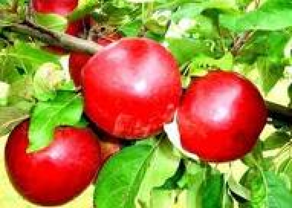 Fotoattēlam ilustratīva nozīme.