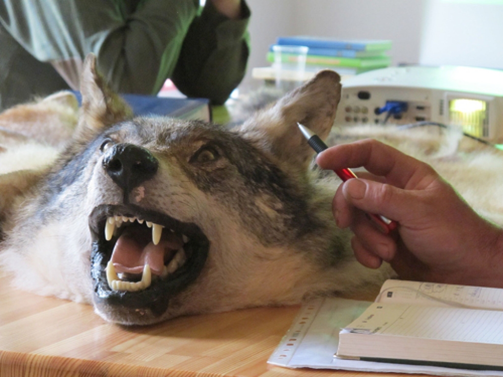Vilku medību sezona ilgs līdz nākamā gada 31. martam. Noteikti arī šī trofeja medniekiem papildinās to klāstu.